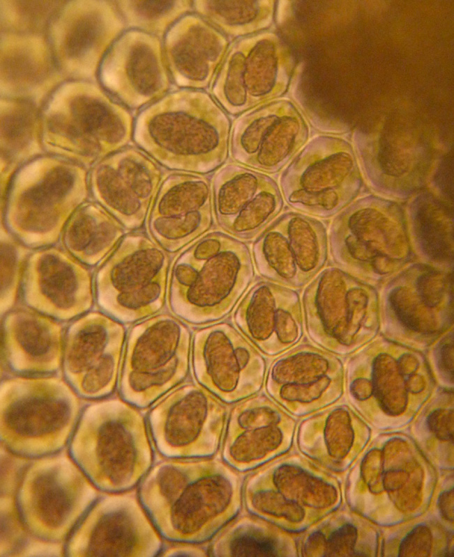 Radula complanata